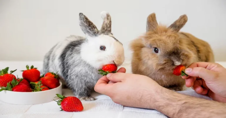 Poor Bunny