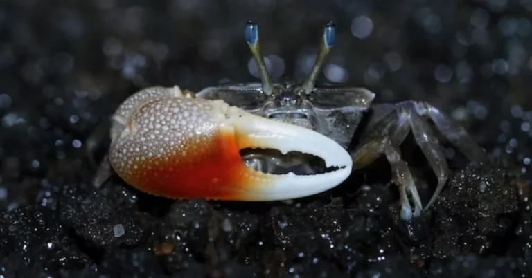 Rubber Ducky Isopods