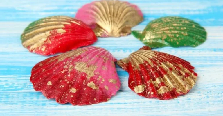 Abalone Shells