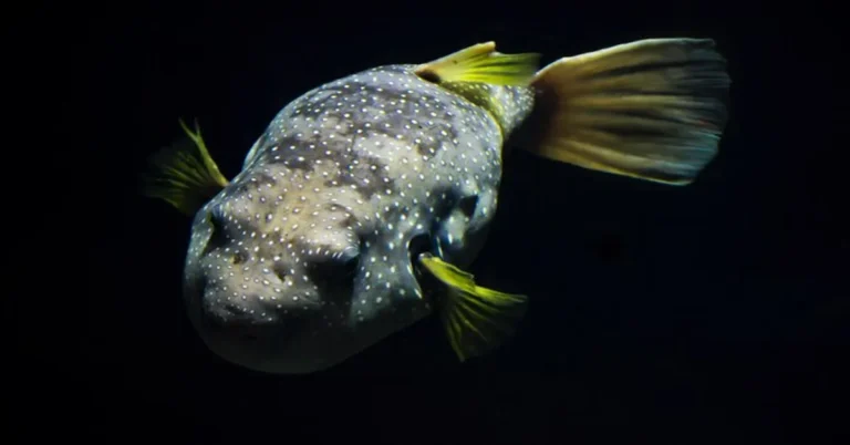 Ugly Fish