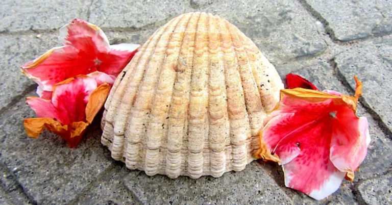 Conch Shell