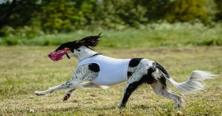 Silken Windhound