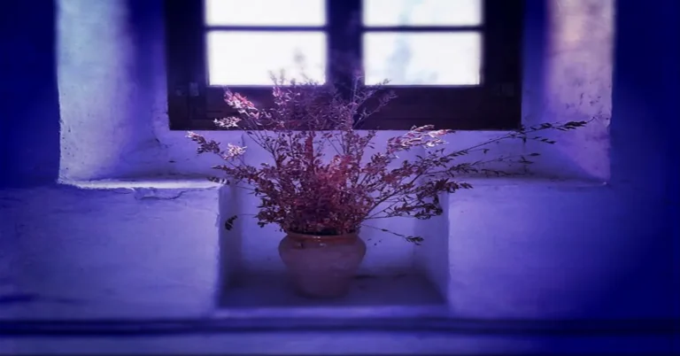 Dark Purple
