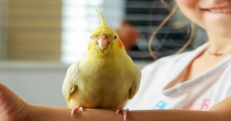 Canary Teeth